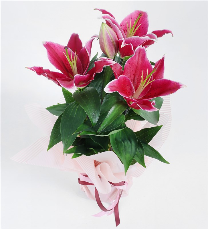 Pink Packaged Lily Plant