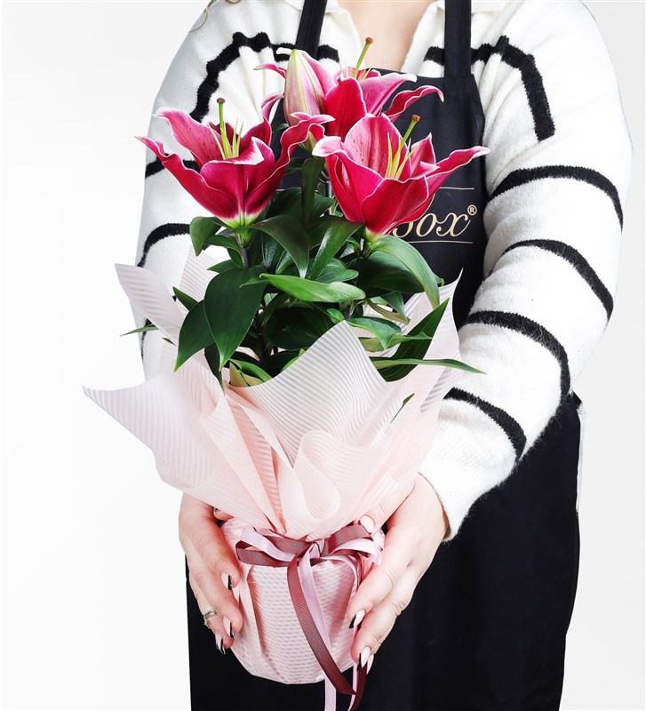 Pink Packaged Lily Plant