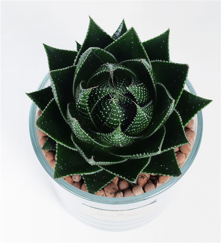 Aleo Cosmo Succulent in a Glass Vase