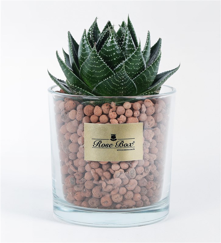 Aleo Cosmo Succulent in a Glass Vase