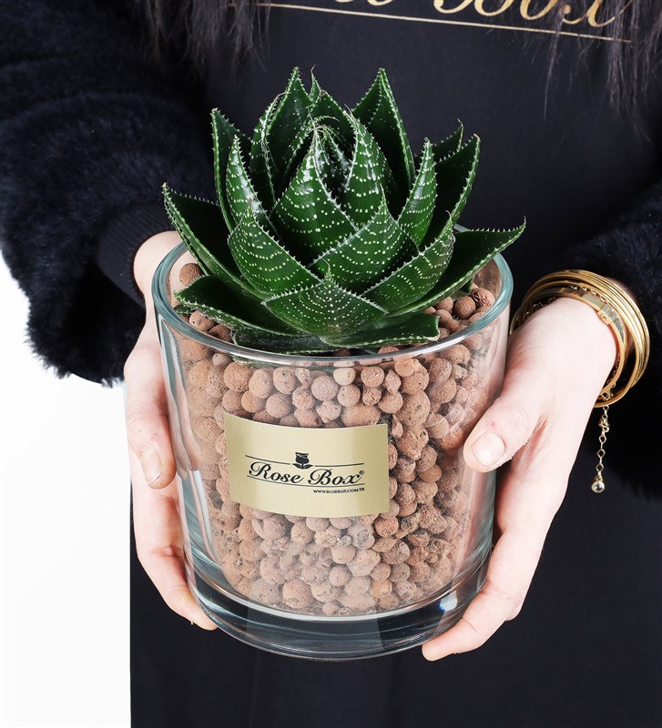 Aleo Cosmo Succulent in a Glass Vase