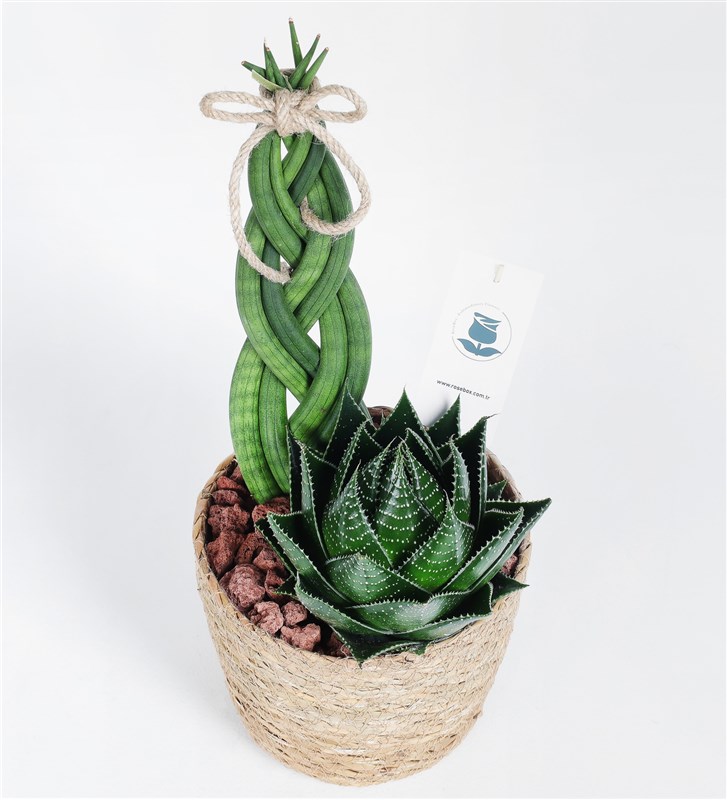 Succulent Mix Garden in Wicker Pot