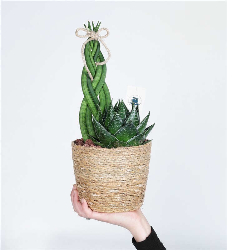 Succulent Mix Garden in Wicker Pot