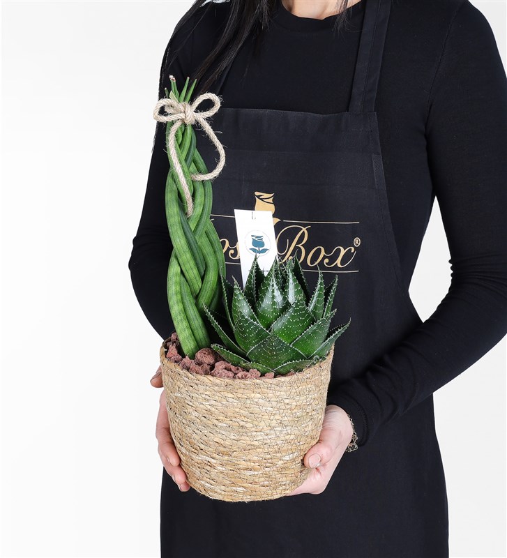 Succulent Mix Garden in Wicker Pot