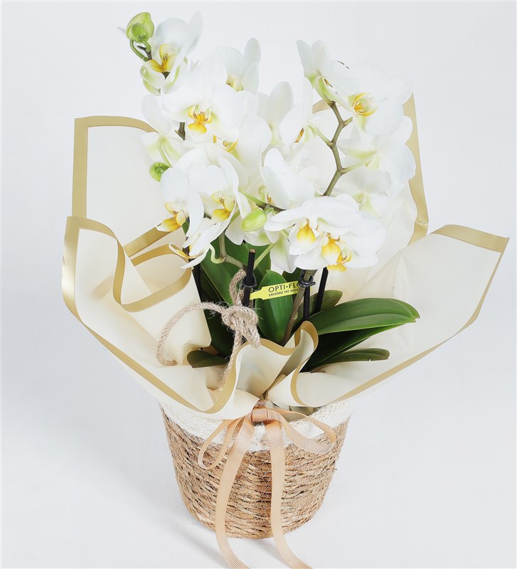White Bougetto Orchid with 4-5 Stems in Yellow Packaging in a Basket