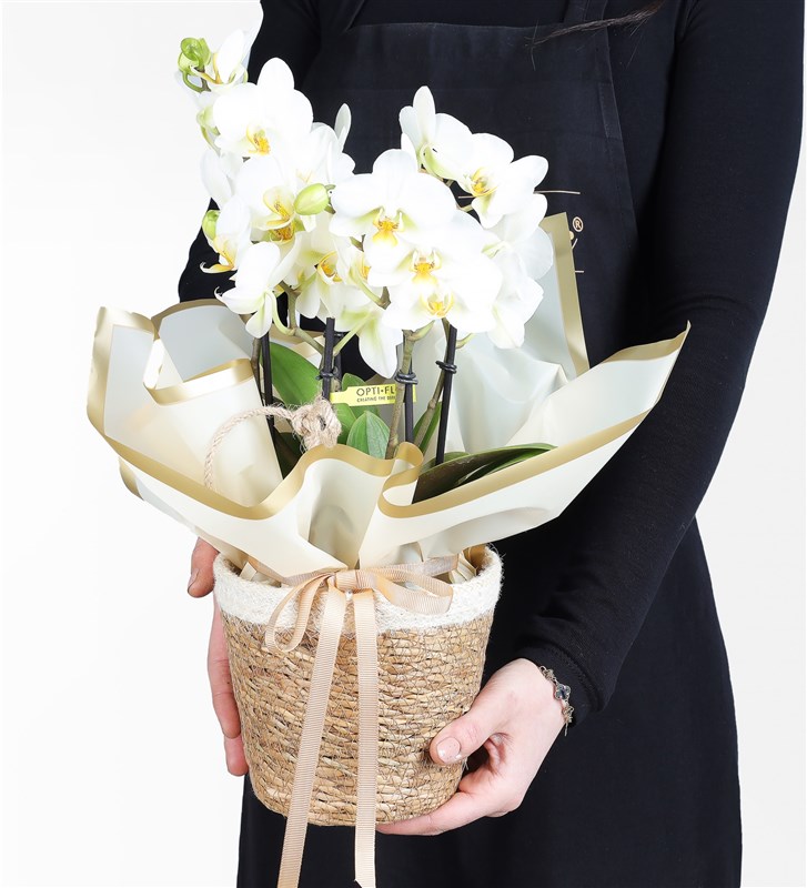 White Bougetto Orchid with 4-5 Stems in Yellow Packaging in a Basket