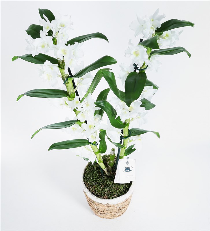 Two-Stemmed White Bamboo Orchid in a Basket - Dentrobium