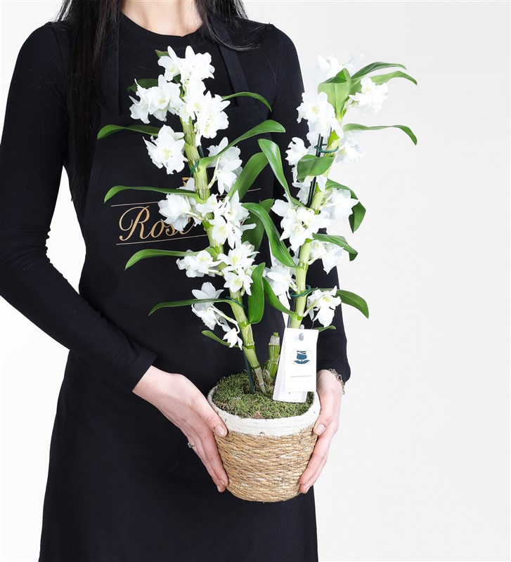 Two-Stemmed White Bamboo Orchid in a Basket - Dentrobium