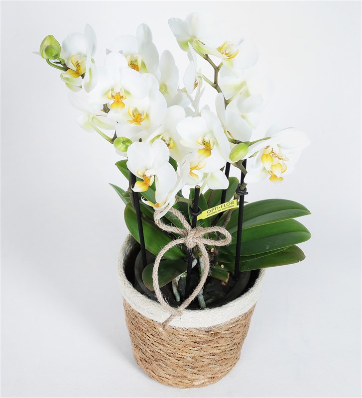 White Bougetto Orchid in a Basket
