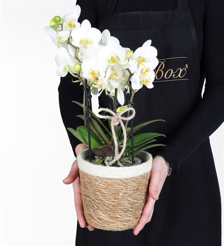 White Bougetto Orchid in a Basket