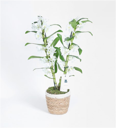 Two-Stemmed White Bamboo Orchid in a Basket - Dentrobium