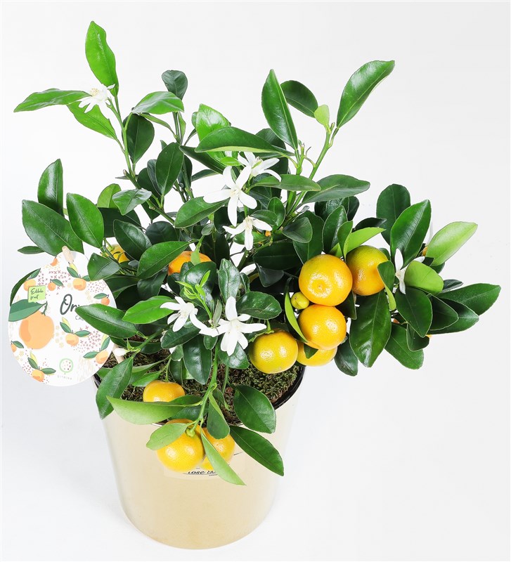 Mini Mandarin Tree in a Copper Glass Vase