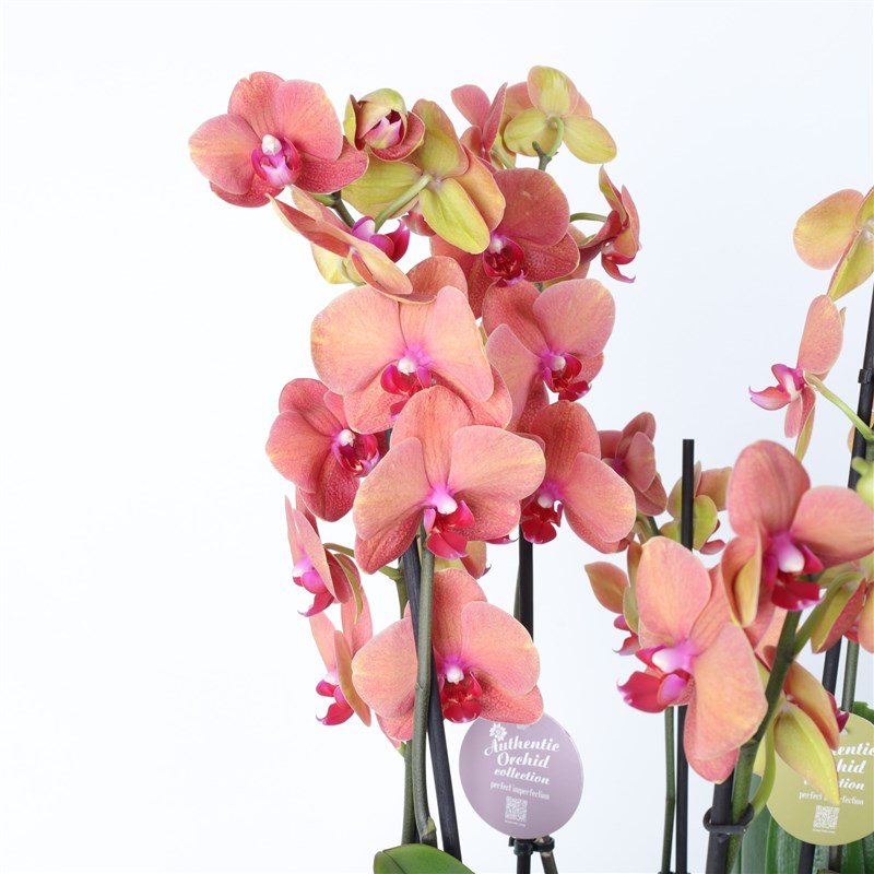 Ten-Stemmed Surfsong Orange Orchids in a Glass Vase