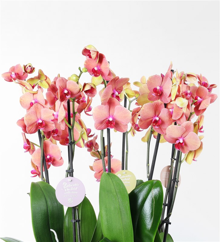 Ten-Stemmed Surfsong Orange Orchids in a Glass Vase