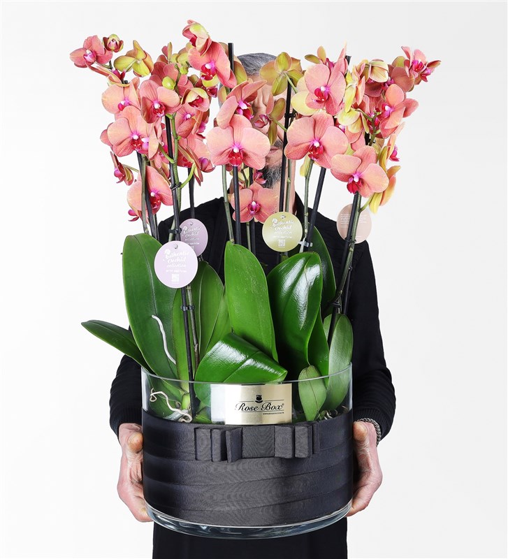 Ten-Stemmed Surfsong Orange Orchids in a Glass Vase