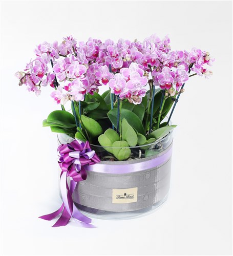 Pink Multi Orchid Garden with 20 Stems in a Glass Vase
