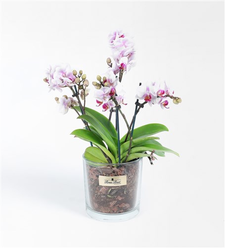 Four-Stemmed White and Pink Multi-Orchid in Glass Container