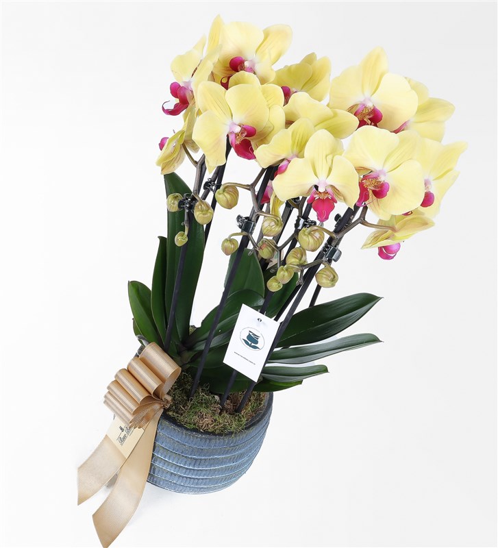 Four-Stemmed Yellow Cascade Orchid in a Antique Stone Pot