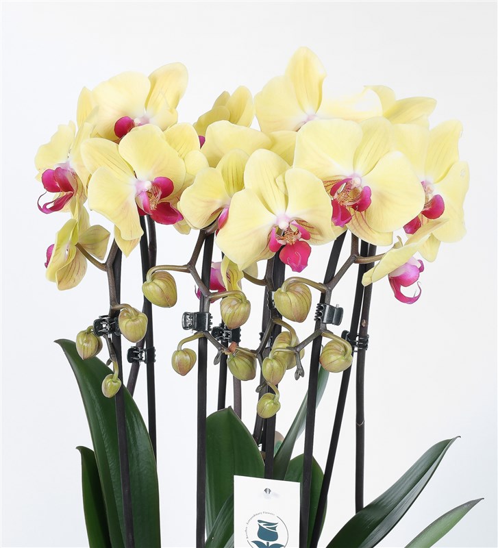Four-Stemmed Yellow Cascade Orchid in a Antique Stone Pot
