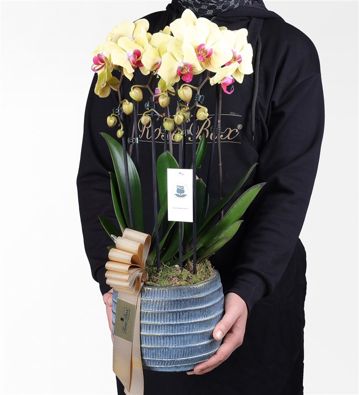 Four-Stemmed Yellow Cascade Orchid in a Antique Stone Pot