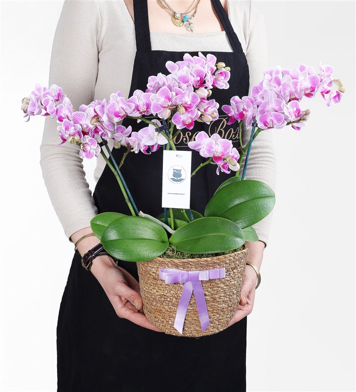 Pink Multi Orchid with 4 Stems in a Wicker Pot