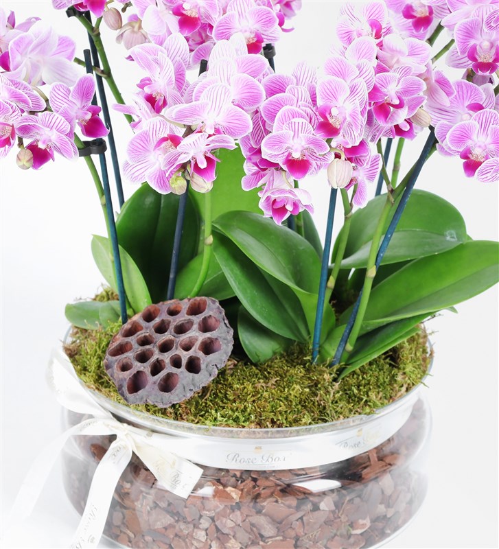 Jenna Glass Potted 8-Stem Pink Multi-Orchid
