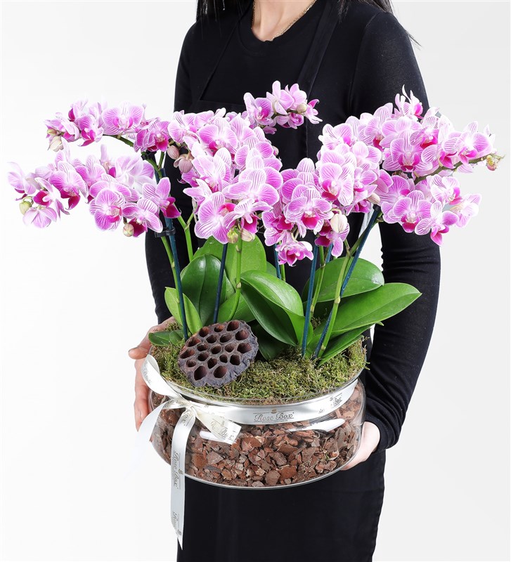 Jenna Glass Potted 8-Stem Pink Multi-Orchid