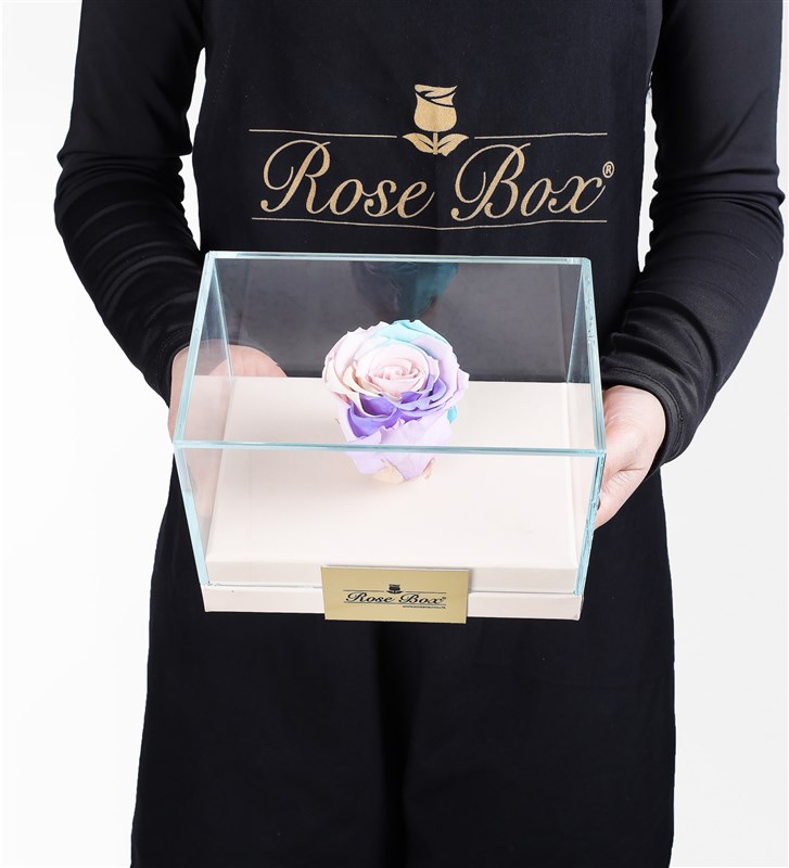 One Powder Rainbow Everlasting Rose in a Beige Box
