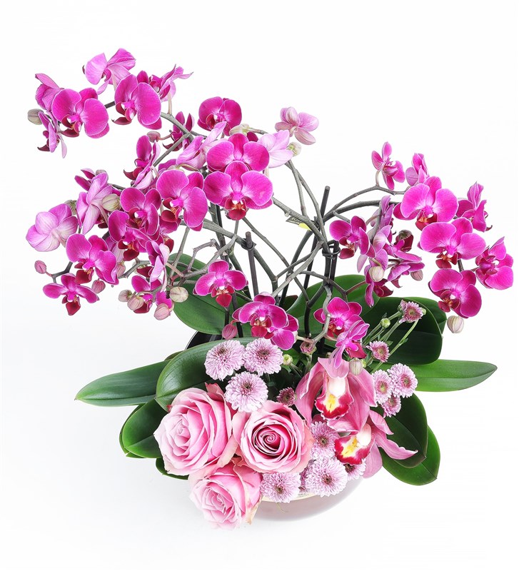 Purple Bellisimo Orchid Arrangement in a Copper Pot