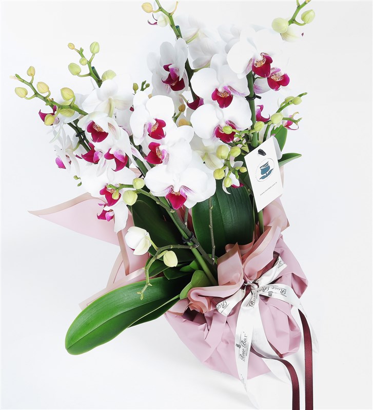 Duetto Redlips Orchid