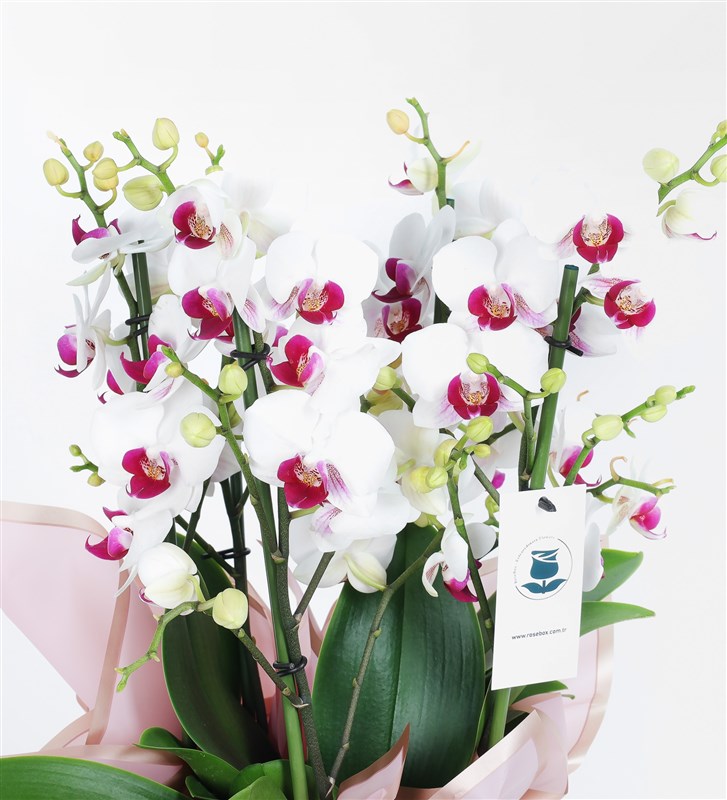 Duetto Redlips Orchid