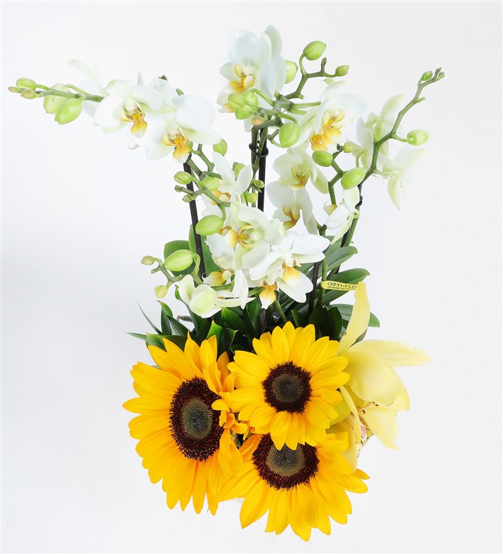 White Bougetto Orchid with Sunflowers in a Gold Glass Vase