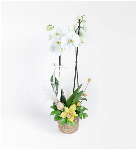 Cymbidium Orchid and White Orchid Arrangement in a Wicker Pot