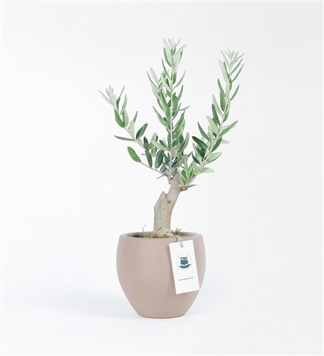 Leyla Taylan Olive Tree