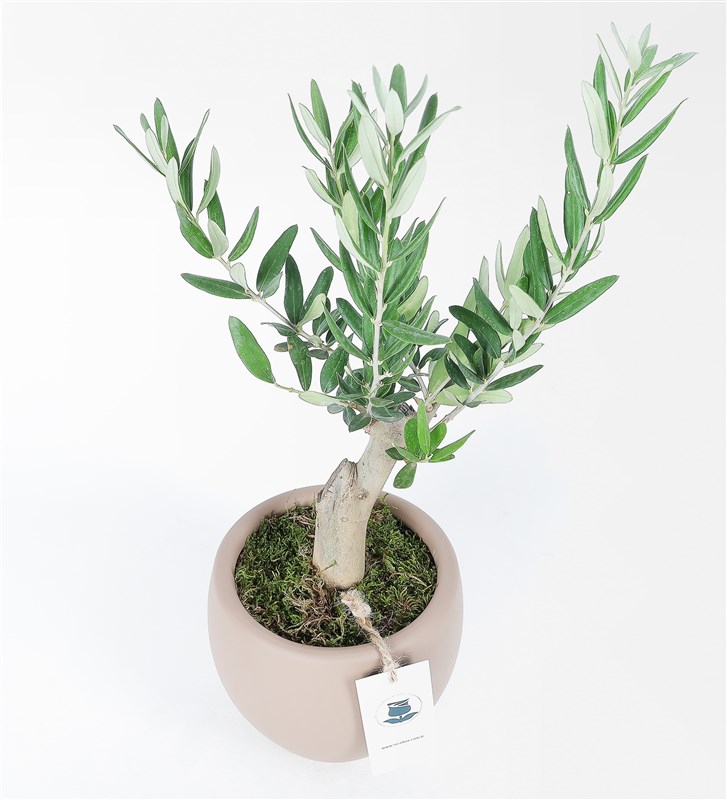 Leyla Taylan Olive Tree