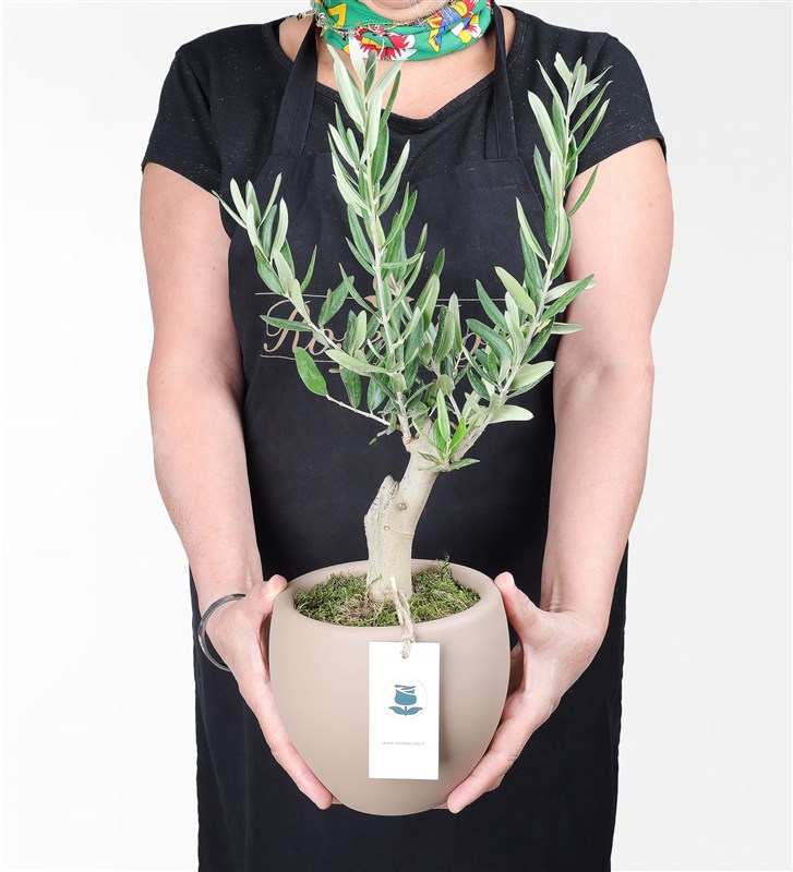 Leyla Taylan Olive Tree