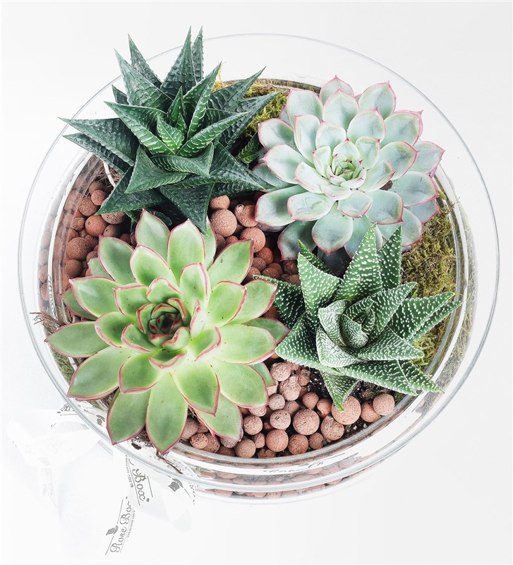 Botanical - Glass Terrarium of 4 Succulents