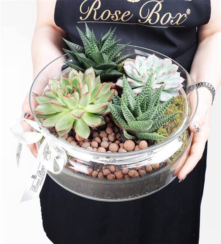 Botanical - Glass Terrarium of 4 Succulents