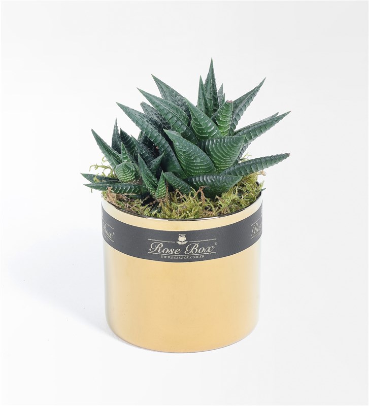 Golden 2 Succulent 3-Piece Set
