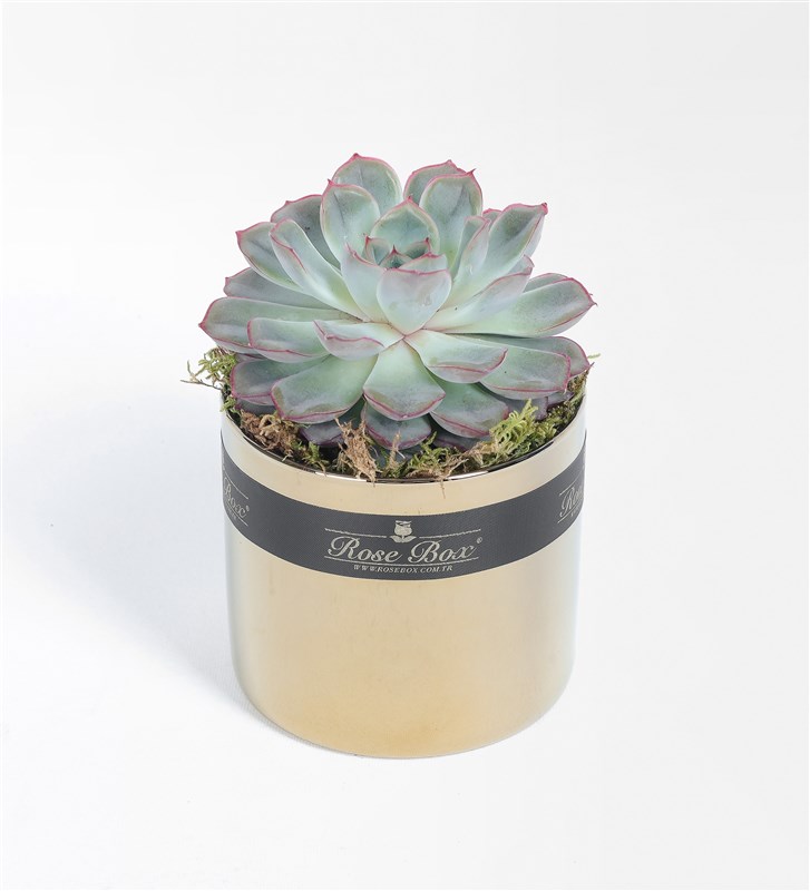 Golden 2 Succulent 3-Piece Set