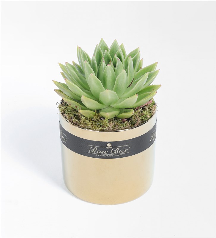 Golden 2 Succulent 3-Piece Set