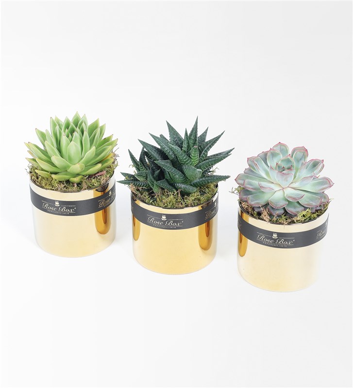 Golden 2 Succulent 3-Piece Set