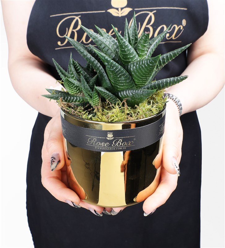 Golden 2 Succulent 3-Piece Set