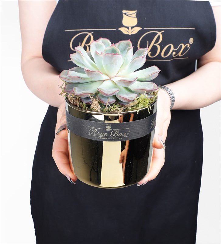 Golden 2 Succulent 3-Piece Set