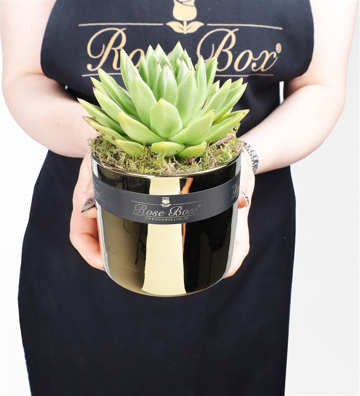 Golden 2 Succulent 3-Piece Set