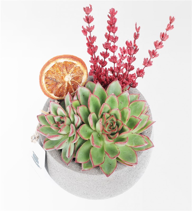 Orange Garden Terrarium