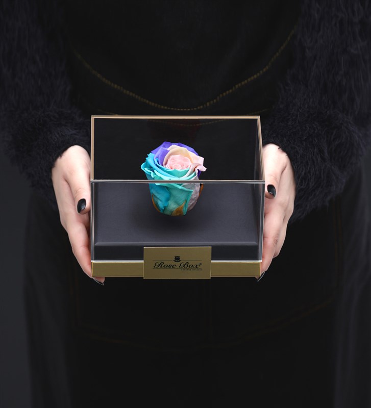 Single Powder Rainbow Everlasting Rose