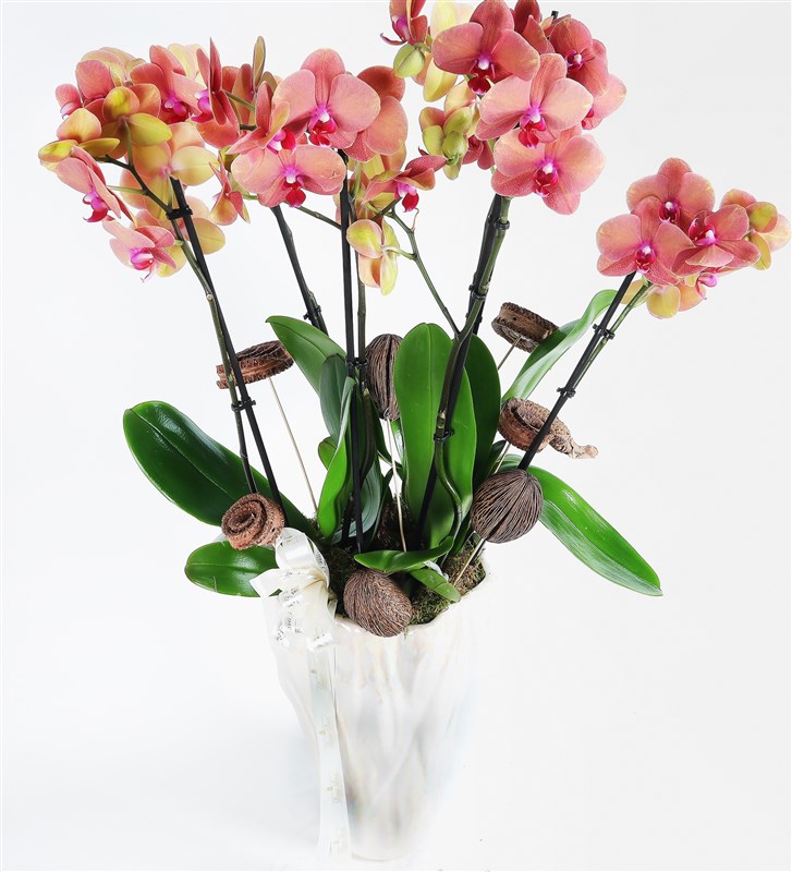 Giant Orchid Arrangement in Mother of Pearl Vase with 6 Branches