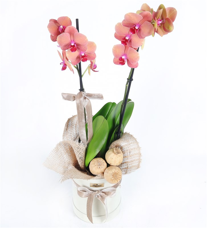 Two-Stem Orange Orchid Arrangement in a Cream-Shaped Box