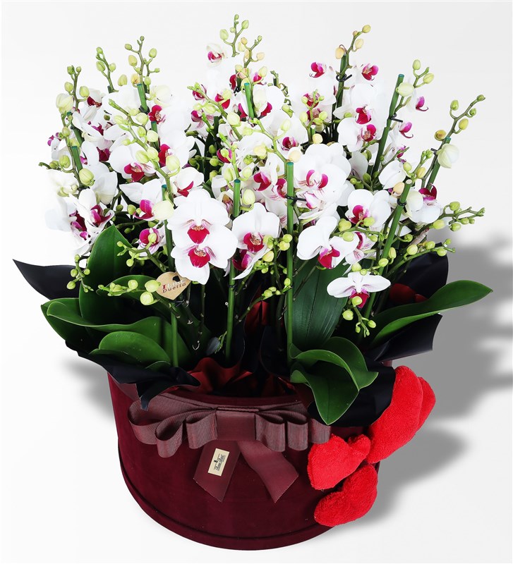 Giant Duetto Orchids in a Giant Plush Heart Box